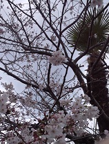 小学校桜７