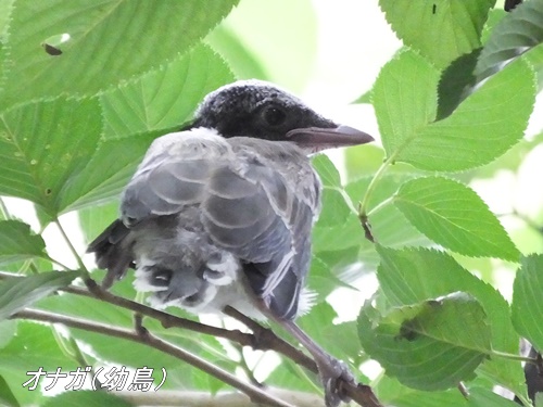 洗足池にて