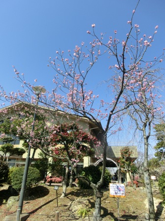 ツバキカンザクラ２