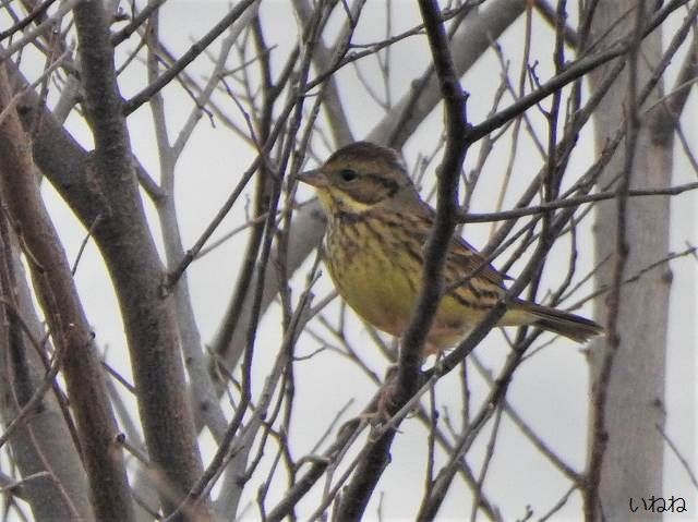 アオジ2020年1月25日
