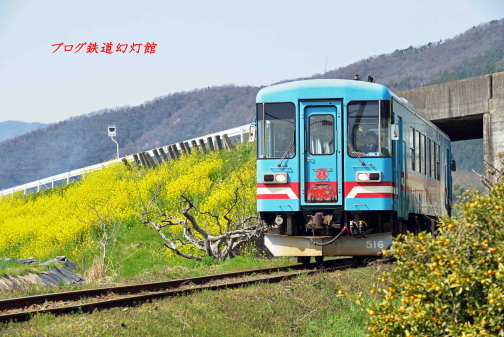 菜の花絨毯の樽見鉄道