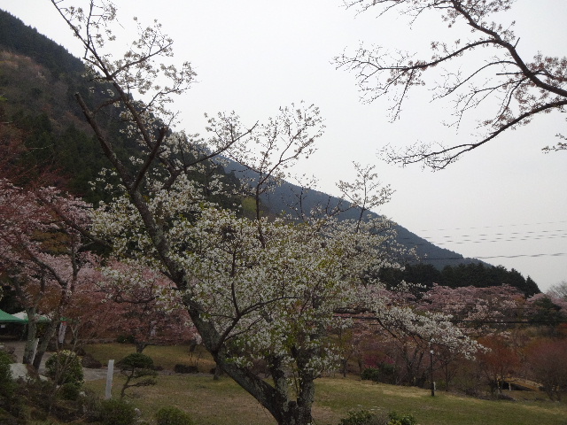 鶴見岳桜゜2