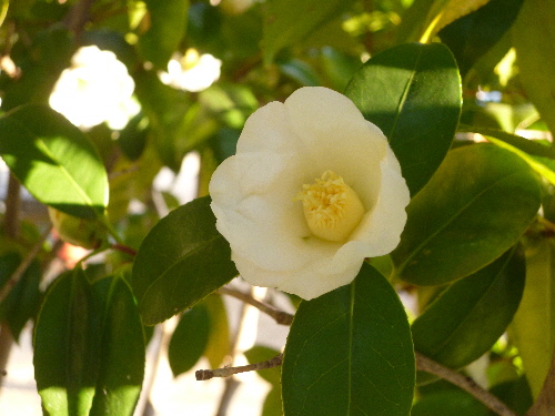 P1150006(1).JPG