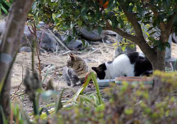 我が家のニャンコ♪2013/12/26-2