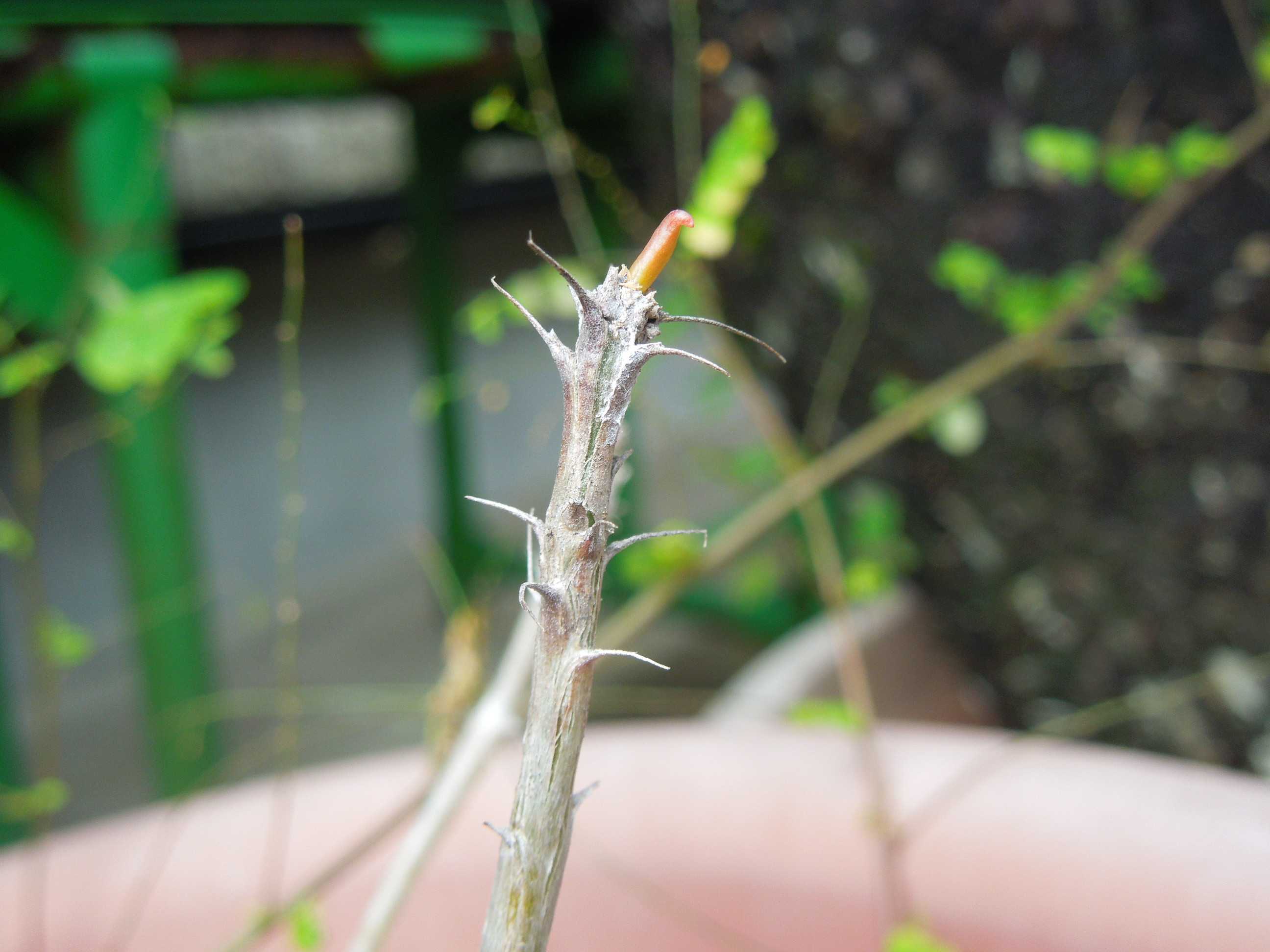 フォークイエリア・コルムナリス 観峰玉(Fouquieria columnaris)の実生苗 | 小平太1098のブログ - 楽天ブログ