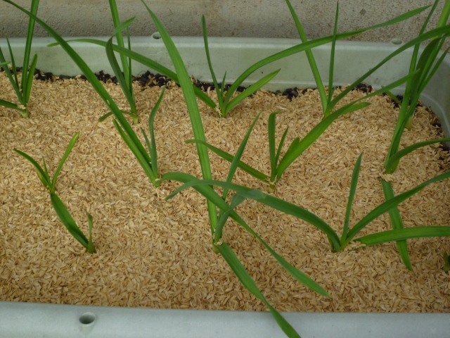 P1040039 (640x480).jpg