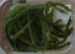 沖縄228.jpg
