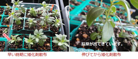 矮化剤を使ったカリブラコア