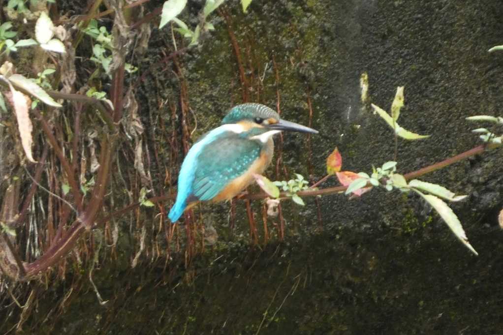 515