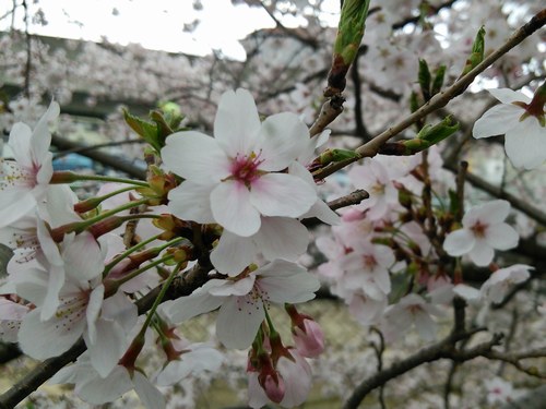 1桜500３.jpg