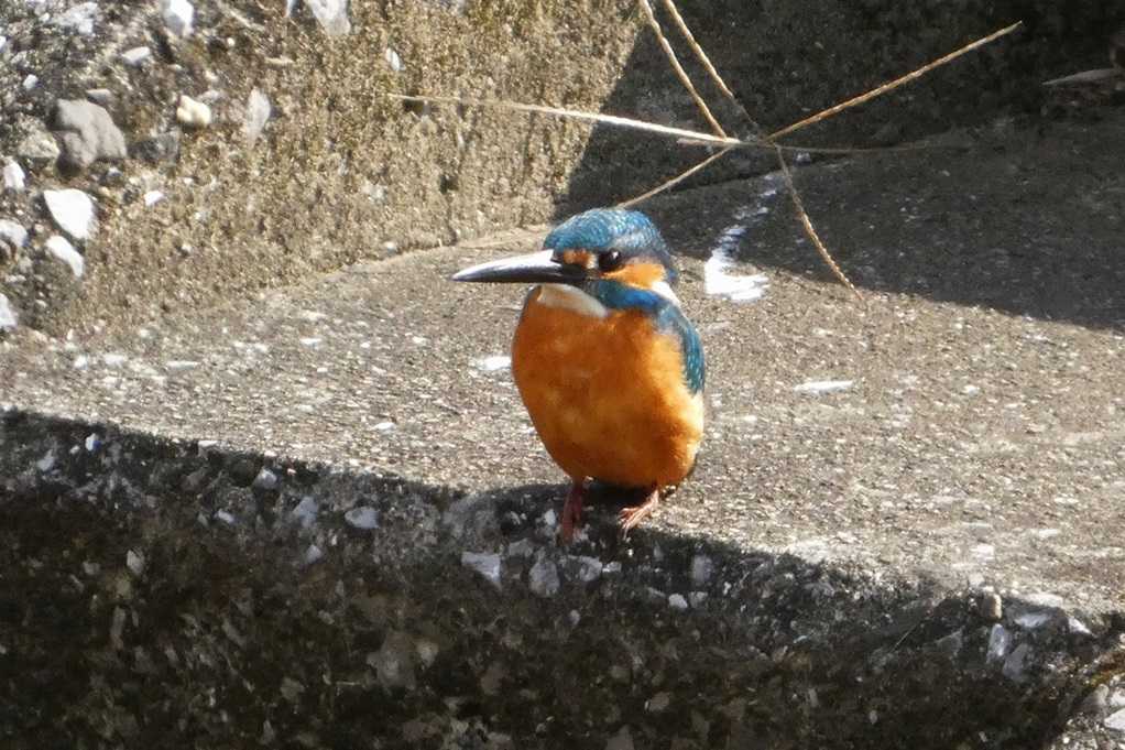 515