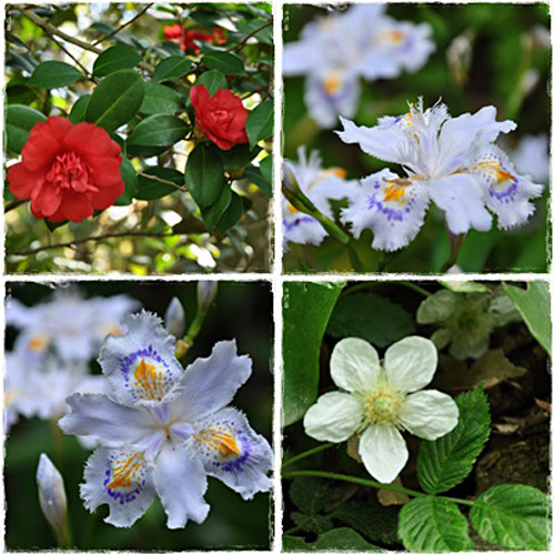 花４枚
