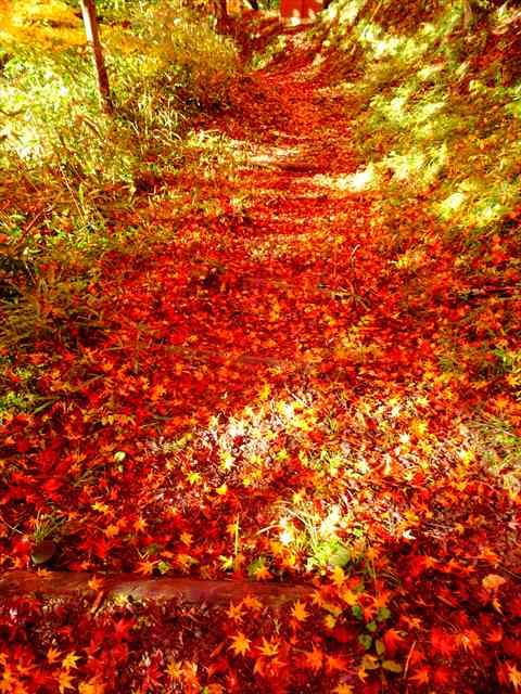 DSC08182_R.JPG