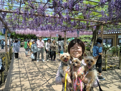 犬おでかけ 愛知県 の記事一覧 どらちゃん お出かけですよ 犬と旅行記 楽天ブログ