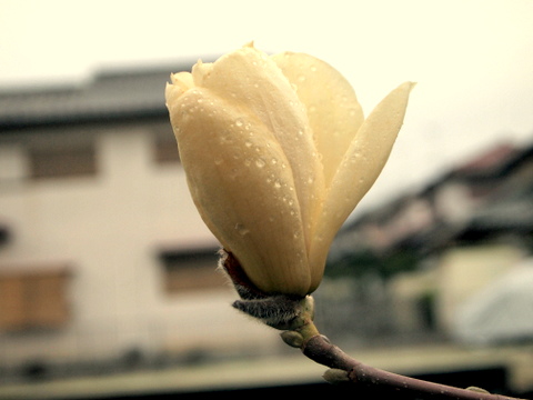 モクレンの花　開き始め