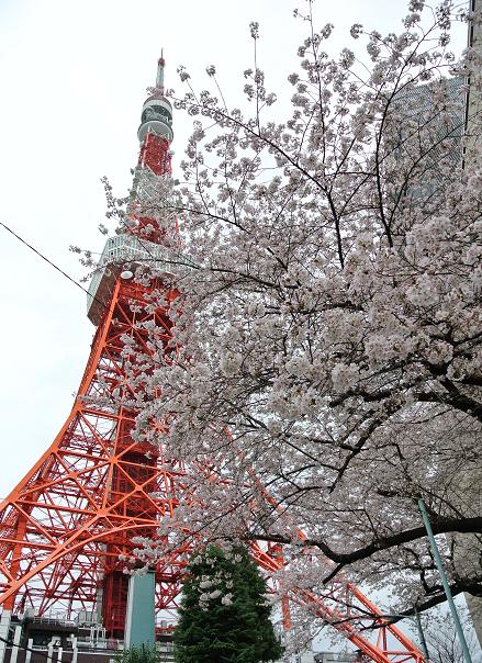 お花見　東京タワー　桜