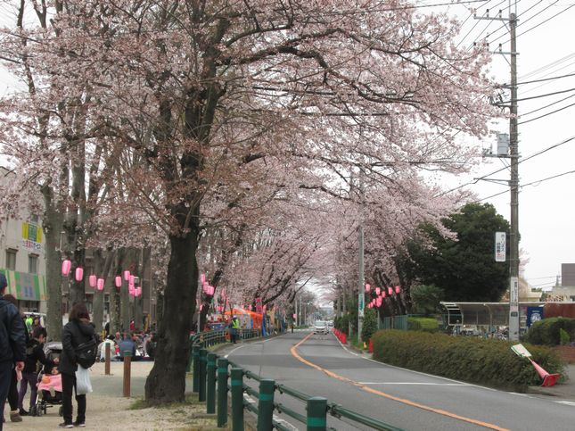 桜祭り_1000.jpg