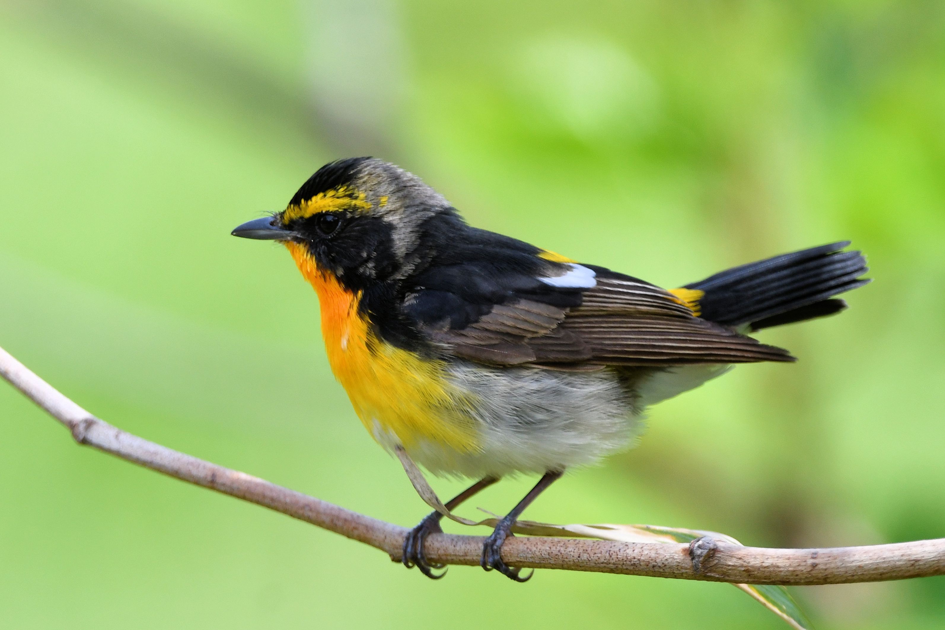 キビタキ第一回夏羽もろもろ | まみきびのブログ - 楽天ブログ