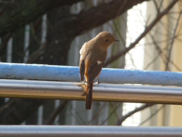 802 ジョウビタキ
