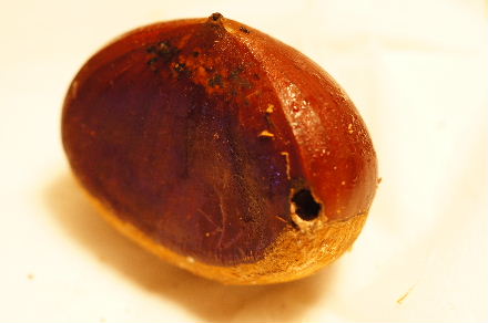 2012_1017ﾏﾒｽﾅ､ﾎﾝﾀｺ、栗0013.JPG