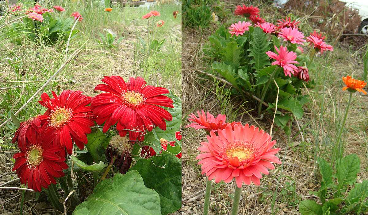 リンク修正 ガーベラの花 楽天版じぶん更新日記 楽天ブログ