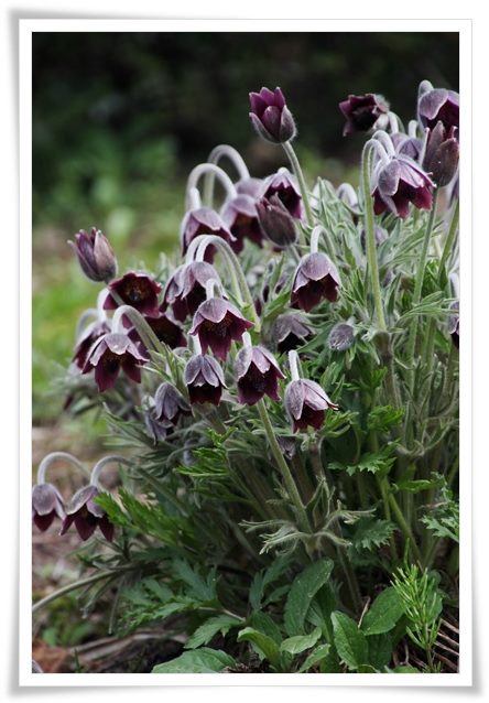 吉岡園地-6 オキナグサ-1 15.4.22