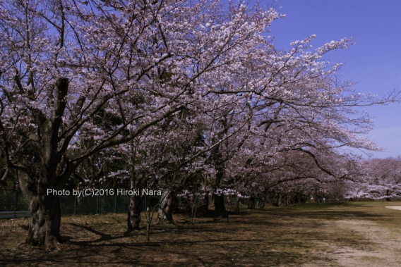 光景　sight0470 桜　サクラ　cherry blossom