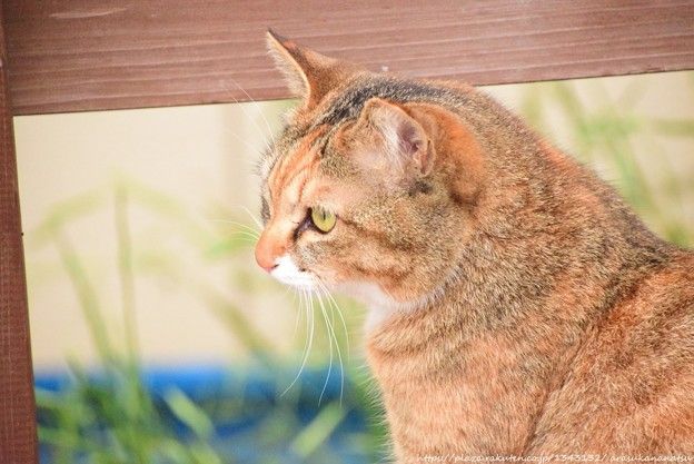 やっぱり猫のお話 | 今日の予定 - 楽天ブログ