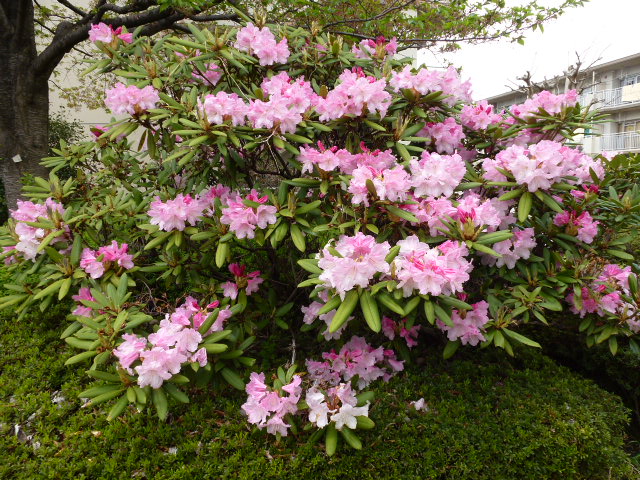 948 石楠花