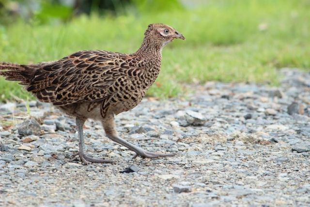 キジは保護されていないから 狩猟で撃たれて食われる 私設見逃してもいい動物園 楽天ブログ