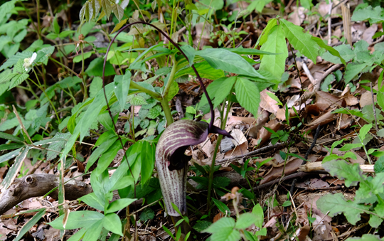 2016 04 16_3430.jpg