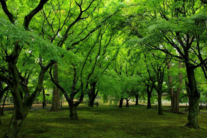 洗玉澗_008通天横の庭園新緑.jpg