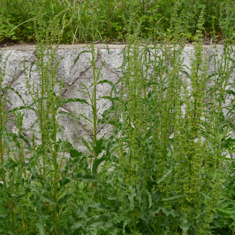 P1070316.JPG