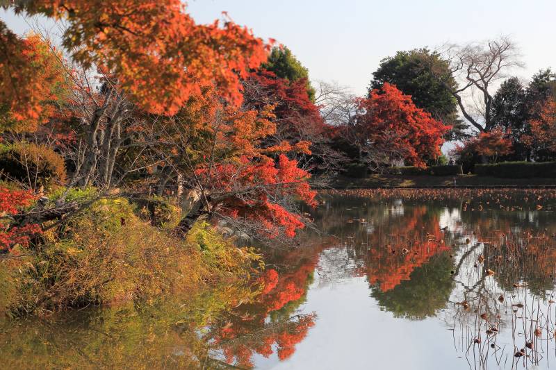 大沢池_005.jpg