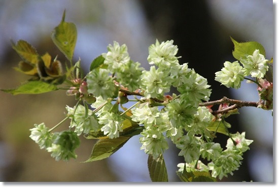 樹木公園-2 御衣黄 15.4.22