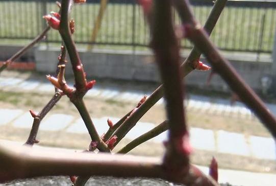 つるバラ