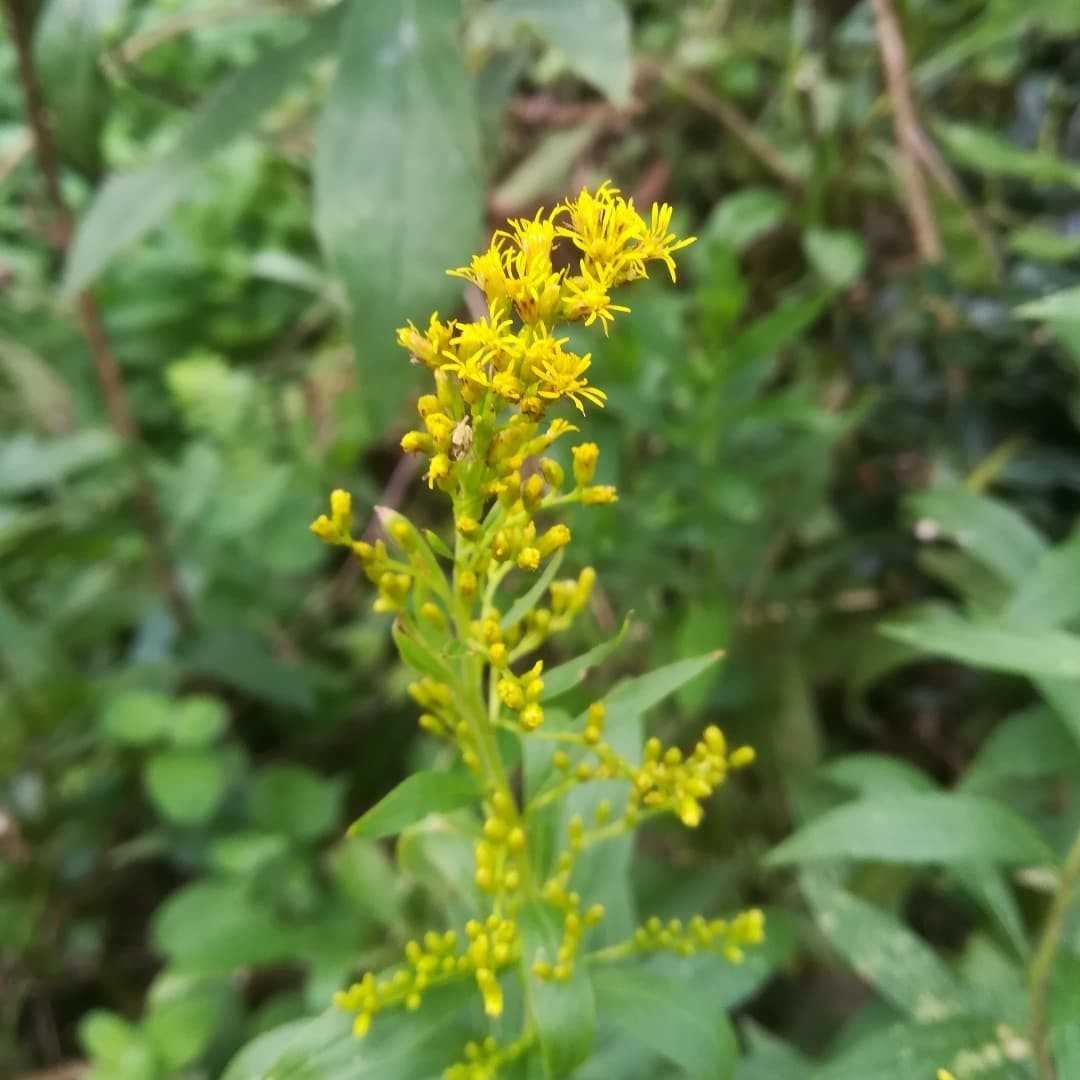 背高泡立草の花 びいとるのブログ 楽天ブログ