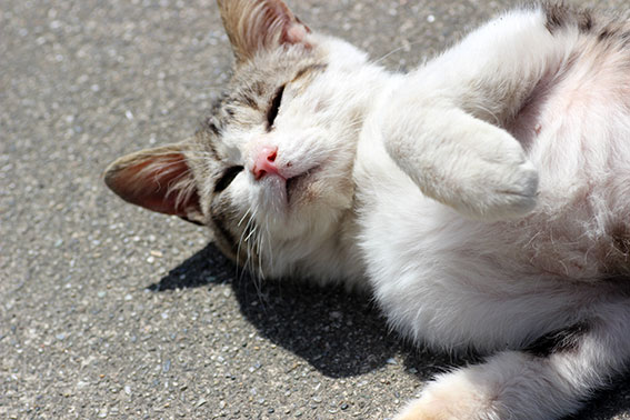 我が家のニャンコ♪2014/05/14-3