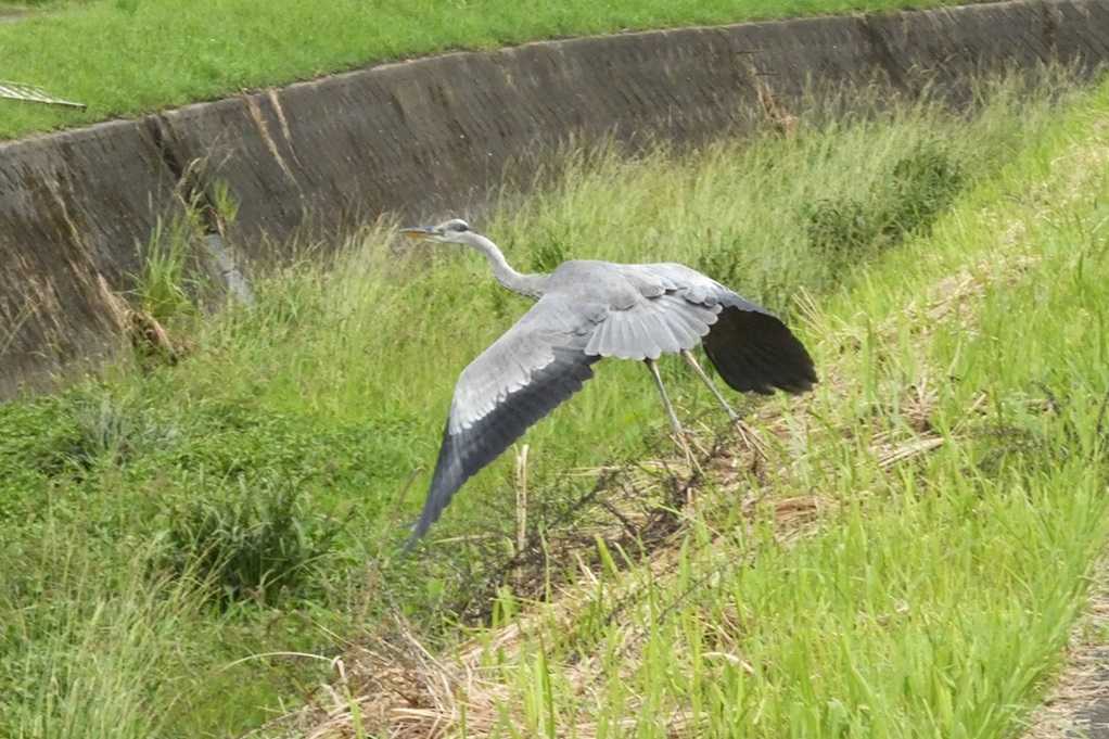 515