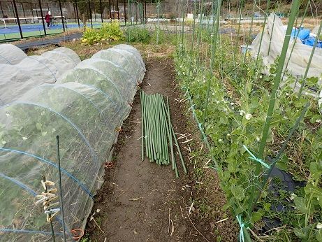 エンドウ摘心摘果 葉山農園 1月下旬 暇人主婦の家庭菜園 楽天ブログ