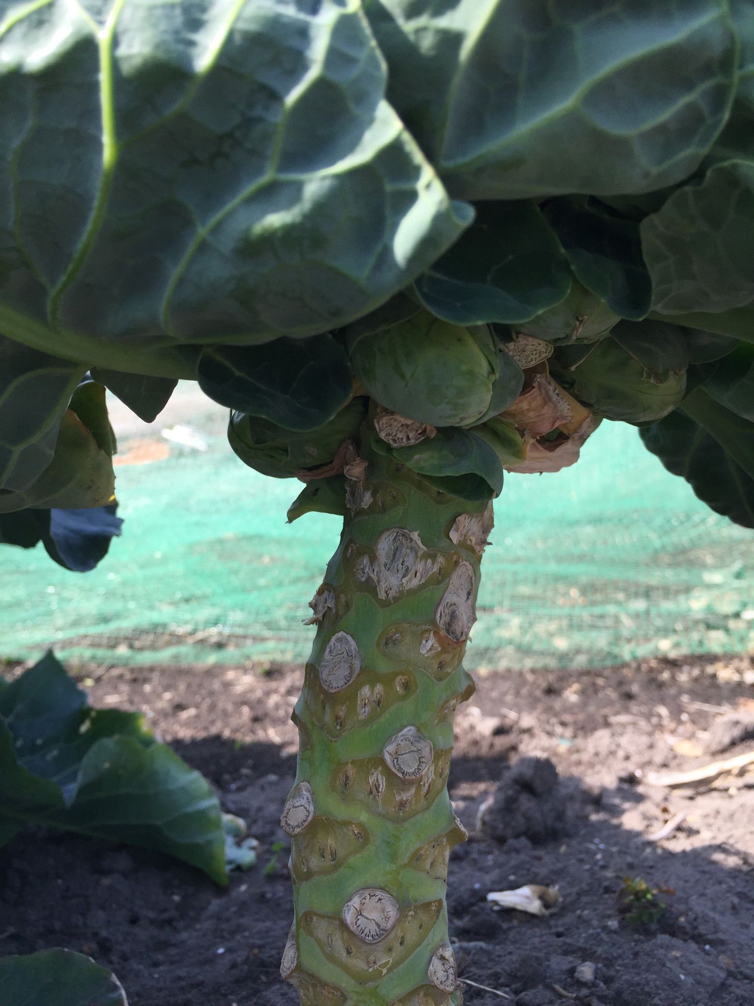 芽キャベツ 最後の収穫 大変よくできました ちょろ松の家庭菜園奮闘記 楽天ブログ