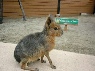 P1000384 - コピー.JPG