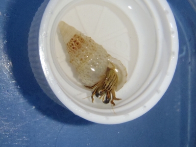 沖縄磯採集2012年8月下旬32　シマヨコバサミ（Clibanarius rhabdodactylus）