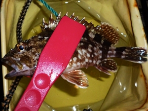 ガシラ