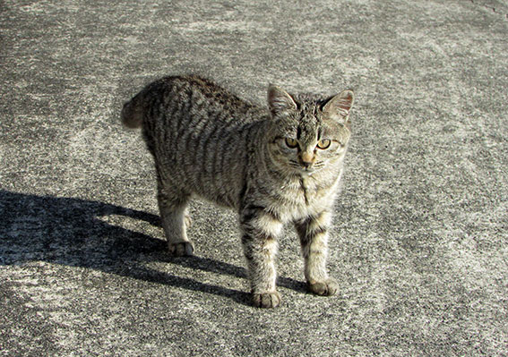 我が家のニャンコ♪2015/1/26-3