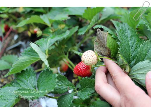 いちご.JPG