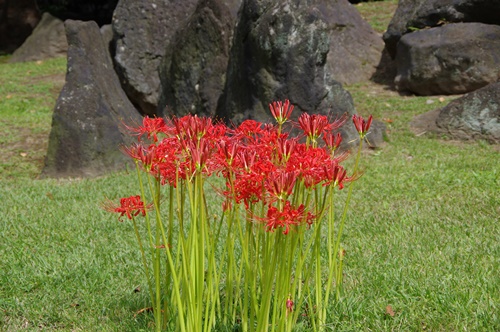 旧芝離宮恩賜庭園の彼岸花