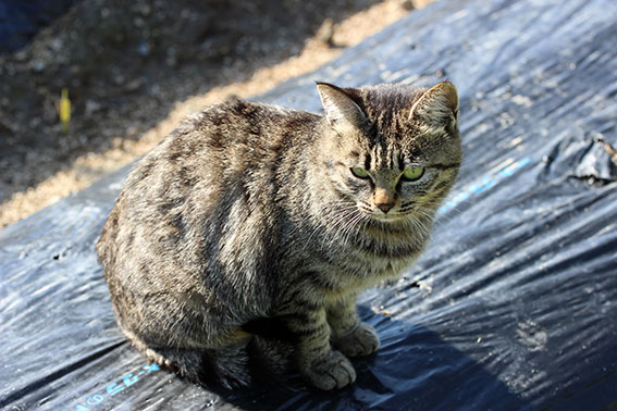 我が家のニャンコ♪2014/12/10-3