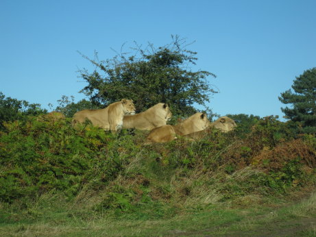 Lion