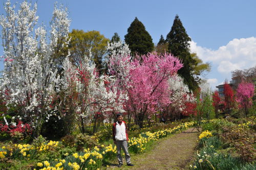 花観光